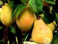 Груша купава