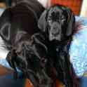 Продам щенков немецкого дога, фотография 10