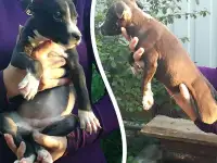 Стаффордширский терьер щенки продам, фотография 7