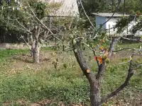 Спил сруб деревьев, фотография 3