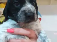 Готовятся к продаже щенки Русского спаниеля, фотография 4