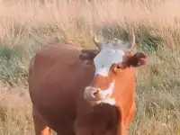 Продаю 2х годовалую тёлку., фотография 2