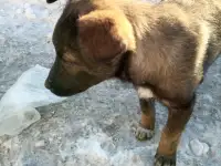 Помоги найти приют для щенят, фотография 6