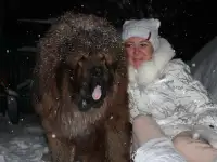 Продам щенков тибетский мастиф, фотография 3