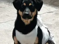 Зита ищет дом. Доставлю!, фотография 2