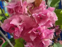 Продам роскошные Бугенвилии, фотография 4