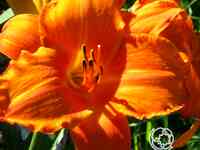 Лилейник Мауна Лоа