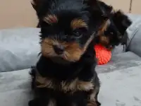 Щенки йоркширского терьера, фотография 5