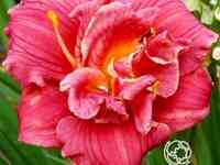 Лилейник кьют эз кэн би