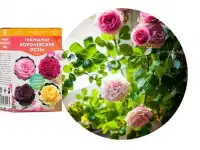 Королевские розы