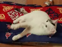 Помогите стерилизовать кошечку, фотография 2