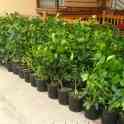 Саженцы цитрусовых, фотография 2
