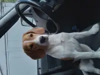 Бигль девочка 7,5 месяцев, фотография 2