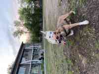 Стаффордширский терьер (стаффорд), фотография 11