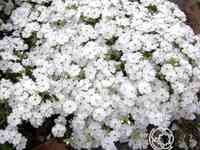 Флокс шиловидный Майшнее