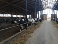 Телки Нетели племенные чистопородные, фотография 2