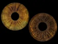 ФОТО РАДУЖКИ ГЛАЗ БИЗНЕС, фотография 5