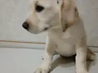 Щенки Лабрадор ретривер, фотография 8