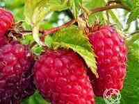 Малина бабье лето ремонтантная