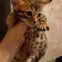 Продам котят. Порода Бенгал, фотография 8
