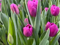 Тюльпаны к 8 марта, фотография 2
