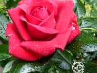 Роза ред флэйм, нирп