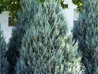 Можжевельник скальный мунглоу