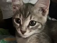 Котенок 2 месяца в добрые руки, фотография 4