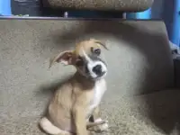 Продажа Американский Стаффордширский терьер, фотография 4