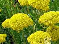 Тысячелистник Паркерс Вейрити