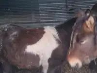 Продам лошадей, фотография 5