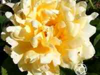 Роза раффлс куин, интерплант