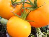 Семена Томат Бочка меда 20 шт