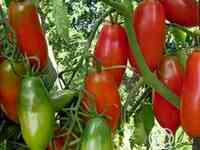 Семена Томат Алый Мустанг 20 шт