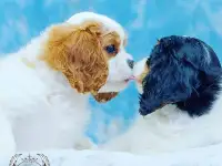 Профессиональный питомник ANGEL MECHTY., фотография 4