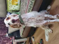 Продам, фотография 6