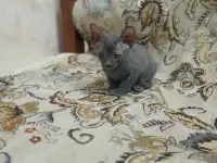 Велюровые, донские красавцы сфинксы, ждут своих хозяев!!!, фотография 2