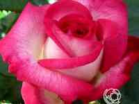 Роза юлия/паскаль севран, нирп