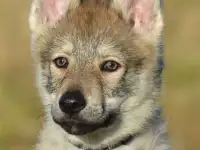 Чешский VolfDog Чешский волчак, фотография 5