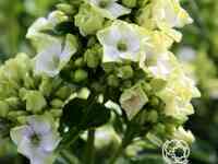 Флокс метельчатый грин лив