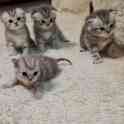 Шотландские  котята, фотография 6