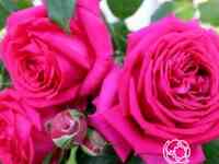 Роза режис маркон, дельбар