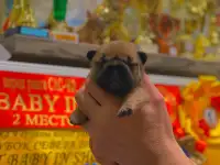 Щенок французского бульдога от чемпионов России, фотография 2