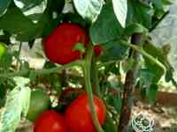 Семена Томат Бурковский Ранний 20 шт