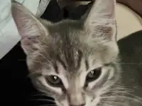 Котенок 2 месяца в добрые руки, фотография 5