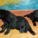 Продам щенков лабрадора черного окраса