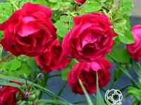 Роза кутберт грант канадская парковая к/с