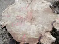 Слэбы от производителя из дуба, шпальтового бука, капового тополя, вербы, капового карагача, ясеня., фотография 9