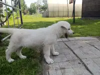 Щенок белой швейцарской овчарки, фотография 4