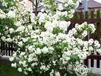 Чубушник шнеештурм